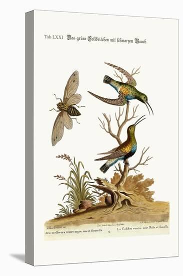 The Black-Bellied Green Hummingbird, 1749-73-George Edwards-Premier Image Canvas