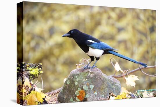 The black-billed magpie, is a bird in the crow family that inhabits the western half of North Ameri-Richard Wright-Premier Image Canvas