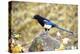 The black-billed magpie, is a bird in the crow family that inhabits the western half of North Ameri-Richard Wright-Premier Image Canvas