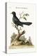 The Black Indian Cuckow, 1749-73-George Edwards-Premier Image Canvas