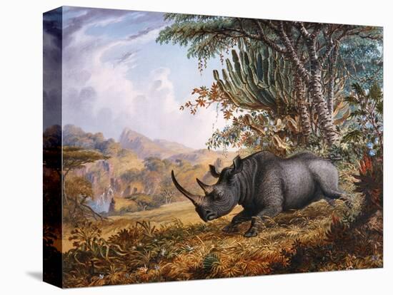 The Black Rhinoceros Charging-Thomas Baines-Premier Image Canvas