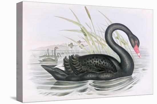 The Black Swan-John Gould-Premier Image Canvas