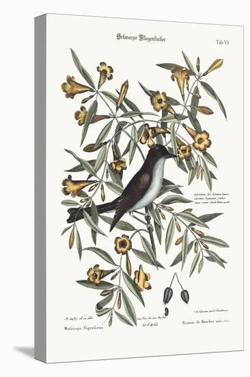 The Blackcap Flycatcher, 1749-73-Mark Catesby-Premier Image Canvas