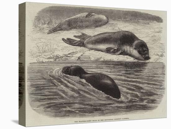 The Bladder-Nosed Seals in the Zoological Society's Gardens-Thomas W. Wood-Premier Image Canvas