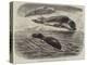 The Bladder-Nosed Seals in the Zoological Society's Gardens-Thomas W. Wood-Premier Image Canvas