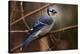 The Bleue Of Jay-Andre Villeneuve-Stretched Canvas