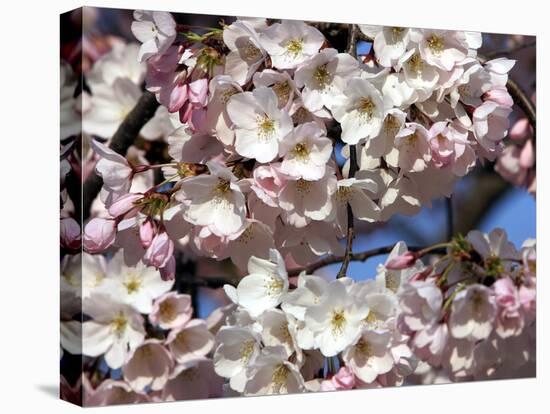 The Blossoms are Almost in Full Bloom on the Cherry Trees at the Tidal Basin-null-Premier Image Canvas