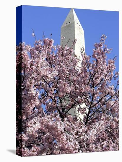 The Blossoms are Almost in Full Bloom on the Cherry Trees at the Tidal Basin-null-Premier Image Canvas