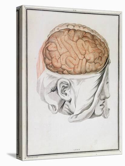 The Brain, from 'Traite D'Anatomie De Cerveau' by Felix Vicq D'Azyr (1748-94) 1786-Allais-Premier Image Canvas