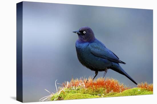 The Brewer's Blackbird, known for its Iridescent Coloring and Breeding Displays-Richard Wright-Premier Image Canvas