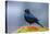 The Brewer's Blackbird, known for its Iridescent Coloring and Breeding Displays-Richard Wright-Premier Image Canvas