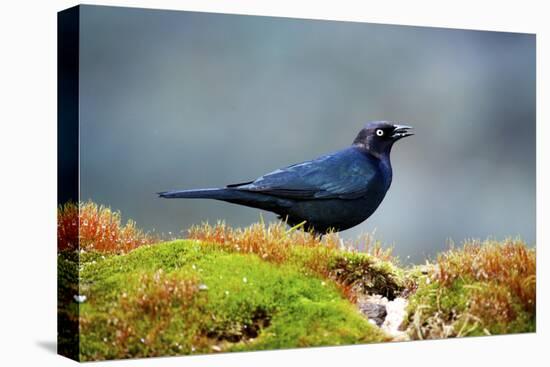 The Brewer's Blackbird, known for its Iridescent Coloring and Breeding Displays-Richard Wright-Premier Image Canvas