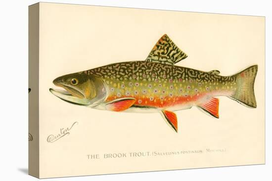 The Brook Trout-null-Premier Image Canvas