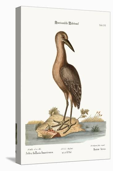The Brown Bittern, 1749-73-Mark Catesby-Premier Image Canvas
