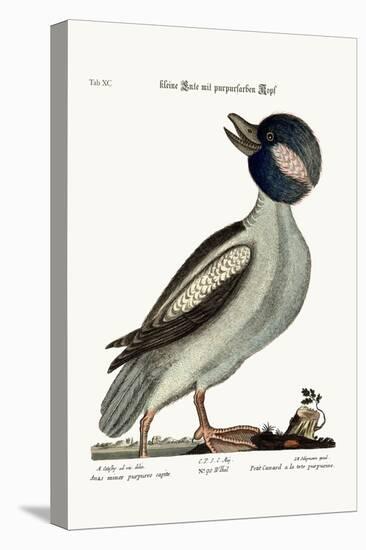 The Buffel's Head Duck, 1749-73-Mark Catesby-Premier Image Canvas