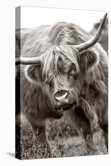 The Bull-Jacky Parker-Premier Image Canvas