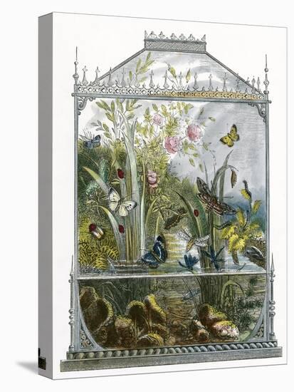 The Butterfly Vivarium-English-Premier Image Canvas