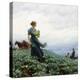 The Cabbage Field, 1914-Charles Courtney Curran-Premier Image Canvas