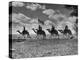 The Camel Corps of the King's African Rifles, October 1945-null-Premier Image Canvas