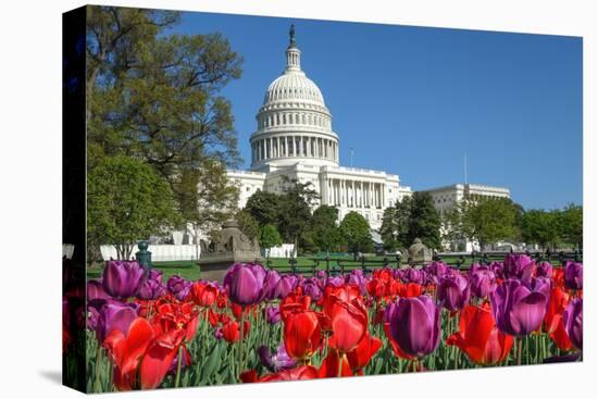The Capitol with Colorful Tulips Foreground in Spring - Washington Dc, United States of America-Orhan-Premier Image Canvas