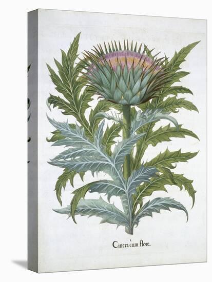 The Cardoon, from the Hortus Eystettensis by Basil Besler-null-Premier Image Canvas