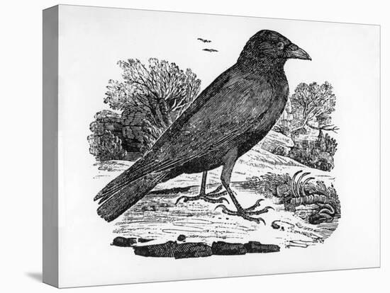 The Carrion Crow, Illustration from 'The History of British Birds' by Thomas Bewick, First…-Thomas Bewick-Premier Image Canvas