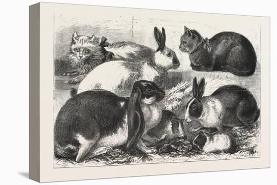 The Cat, Rabbit, and Guinea-Pig Show at the Alexandra Palace, 1876, Uk-null-Premier Image Canvas