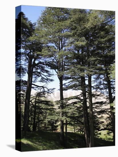 The Cedar Trees of Bcharre, Qadisha Valley, Lebanon-Wendy Connett-Premier Image Canvas