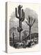 The Cereus Giganteus, or Monumental Cactus-null-Premier Image Canvas