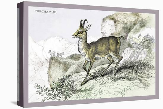 The Chamois-John Stewart-Stretched Canvas