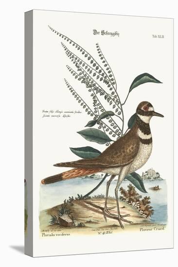 The Chattering Plover, 1749-73-Mark Catesby-Premier Image Canvas