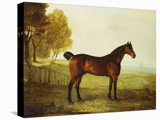 The Chestnut Hunter 'Berry Brown' in a Field by an Estuary, with Sailing Ships in the Distance-Benjamin Marshall-Premier Image Canvas