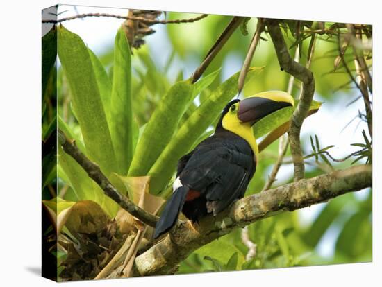 The Chestnut-Mandibled Toucan, or Swainson's Toucan (Ramphastos Swainsonii), Costa Rica-Andres Morya Hinojosa-Premier Image Canvas