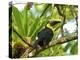 The Chestnut-Mandibled Toucan, or Swainson's Toucan (Ramphastos Swainsonii), Costa Rica-Andres Morya Hinojosa-Premier Image Canvas