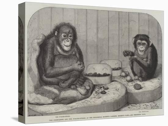 The Chimpanzee and the Ourang-Outang at the Zoological Society's Gardens, Regent's Park-Friedrich Wilhelm Keyl-Premier Image Canvas