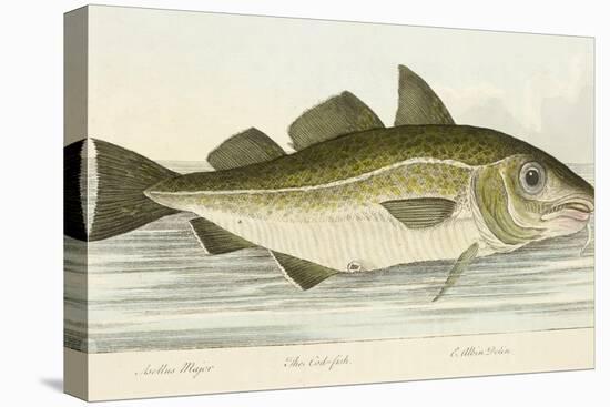 The Cod Fish-E. Albin-Premier Image Canvas