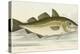 The Cod Fish-E. Albin-Premier Image Canvas