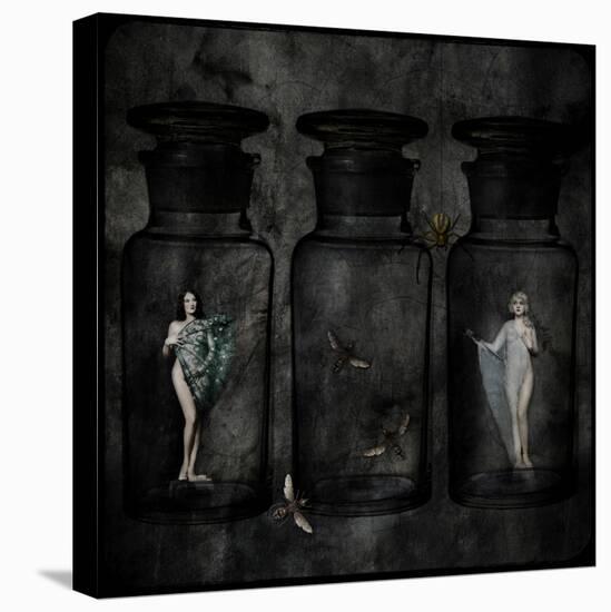 The Collector-Lydia Marano-Premier Image Canvas