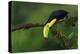 The Colors of Costa Rica-Fabio Ferretto-Premier Image Canvas