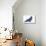 The common raven is a large all-black passerine bird found across the Northern Hemisphere.-Richard Wright-Premier Image Canvas displayed on a wall
