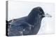 The common raven is a large all-black passerine bird found across the Northern Hemisphere.-Richard Wright-Premier Image Canvas