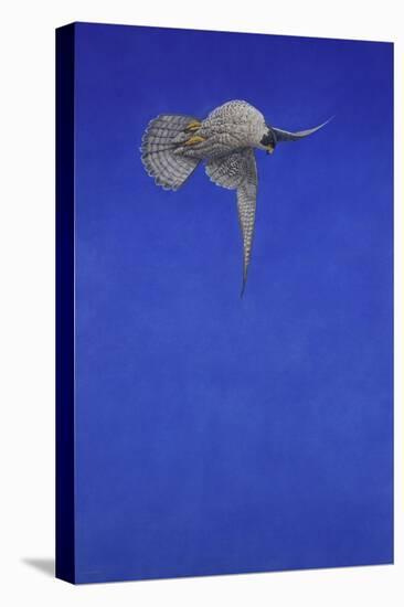 The Corkscrew Stoop; Peregrine Falcon-Tim Hayward-Premier Image Canvas