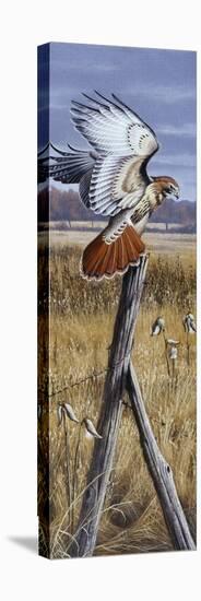 The Corner Post - Red Tailed Hawk-Wilhelm Goebel-Premier Image Canvas