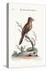 The Crested Red or Russit Butcher-Bird, 1749-73-George Edwards-Premier Image Canvas