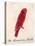 The Crimson Bird, from Sixteen Drawings of Comic Birds-Edward Lear-Premier Image Canvas