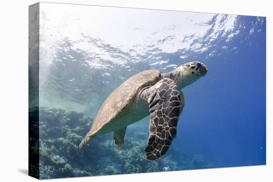 The Critically Endangered Hawksbill Turtle (Eretmochelys Imbricata)-Mark Doherty-Premier Image Canvas