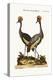 The Crowned African Crane, 1749-73-George Edwards-Premier Image Canvas