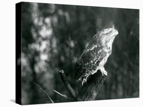 The Cryptic Plumage and Resting Pose of a Tawny Frogmouth Camouflages it on a Branch at London Zoo-Frederick William Bond-Premier Image Canvas