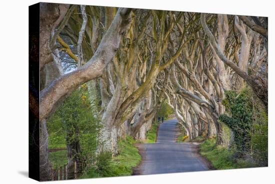 The Dark Hedges in Northern Ireland, Beech Tree Avenue, Northern Ireland, United Kingdom-Michael Runkel-Premier Image Canvas