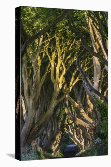 The Dark Hedges, Northern Ireland-Jacek Kadaj-Premier Image Canvas